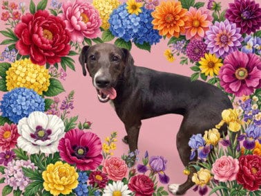 Photo of Carerra, adoptable Labrador Retriever in Los Angeles, California