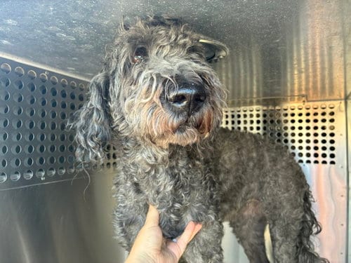 Photo of Edith, adoptable Poodle (Standard) in Mesa, Arizona