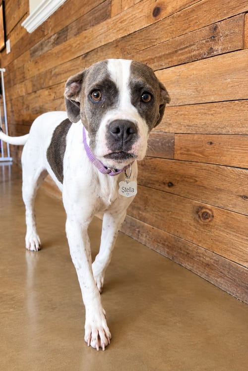 Photo of Stella, adoptable Bulldog in Chandler, Arizona