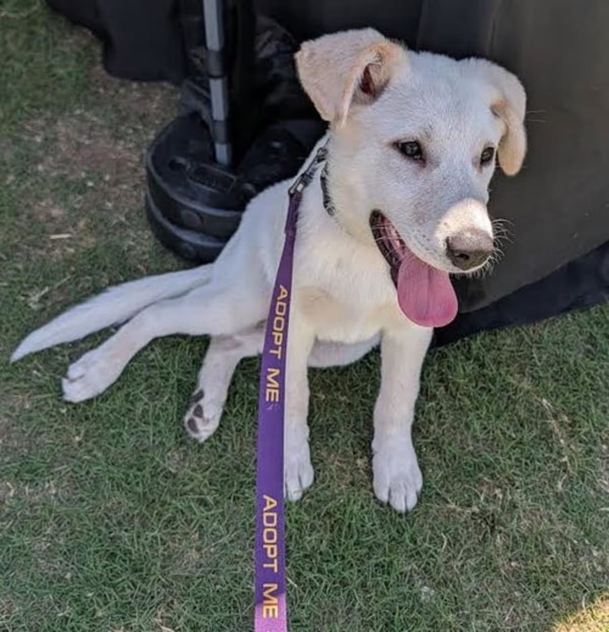Photo of Mongo, adoptable Great Pyrenees/German Shepherd Dog in Garland, Texas