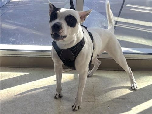 Photo of Princess, adoptable Staffordshire Bull Terrier in San Pedro, California
