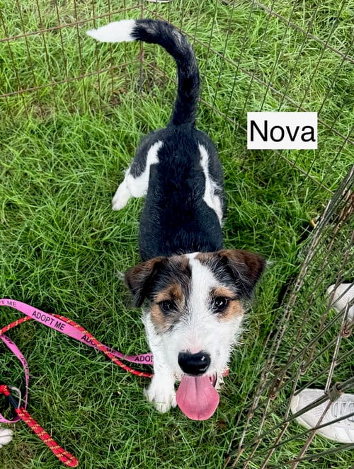 Photo of Nova, adoptable Hound in Gilberts, Illinois