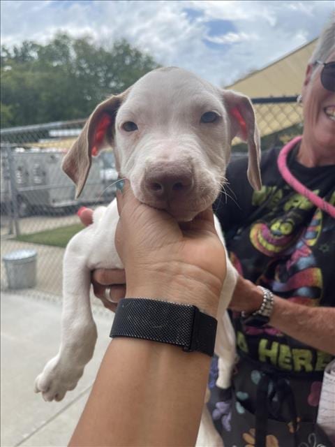 Photo of Loaded Mac, adoptable Pit Bull Terrier in Tulsa, Oklahoma