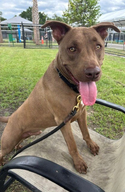 Photo of Archie, adoptable Labrador Retriever in Palmetto, Florida