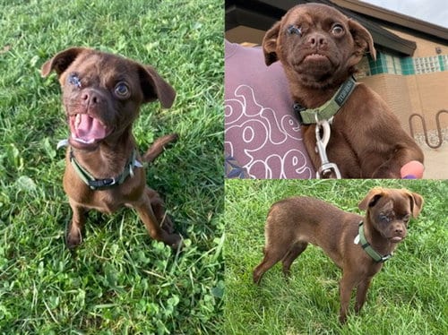 Photo of Coco, adoptable Pug in Fort Wayne, Indiana