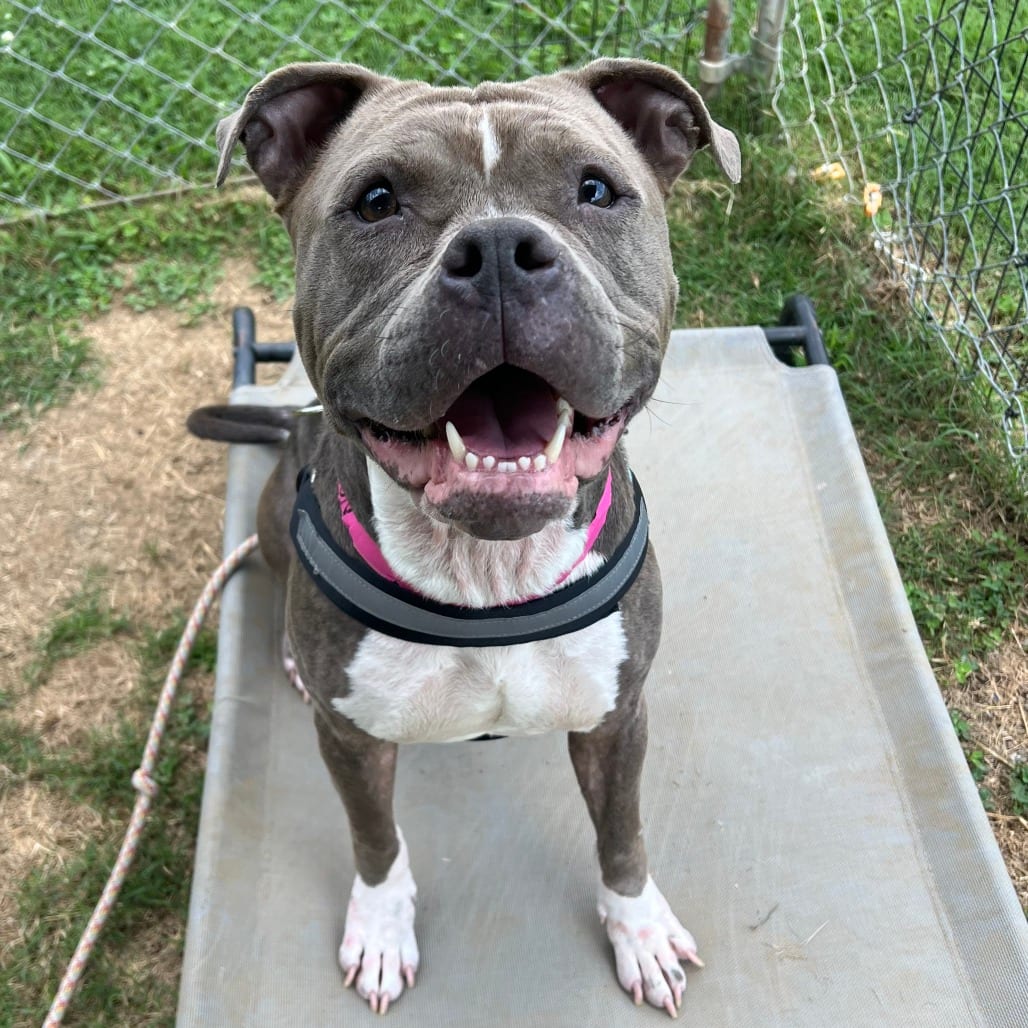 Photo of Nora, adoptable Mixed Breed (Medium) in Chattanooga, Tennessee