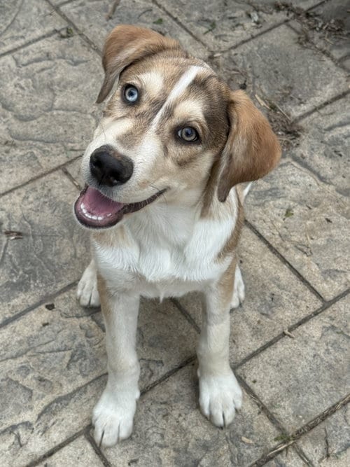 Photo of George Jones, adoptable Australian Cattle Dog/Blue Heeler in Fenton, Missouri