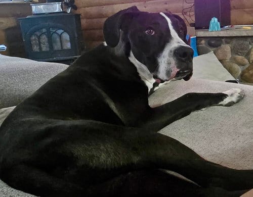 Photo of Liam, adoptable Boxer in Evergreen, Colorado