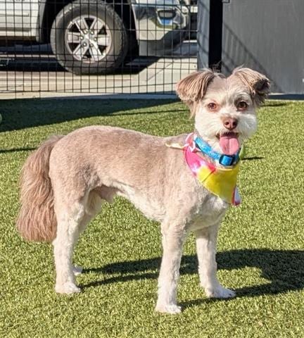 Photo of Archie, adoptable Shih Tzu in San Martin, California
