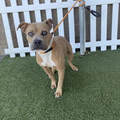 Photo of Dana, adoptable Pit Bull Terrier in Modesto, California