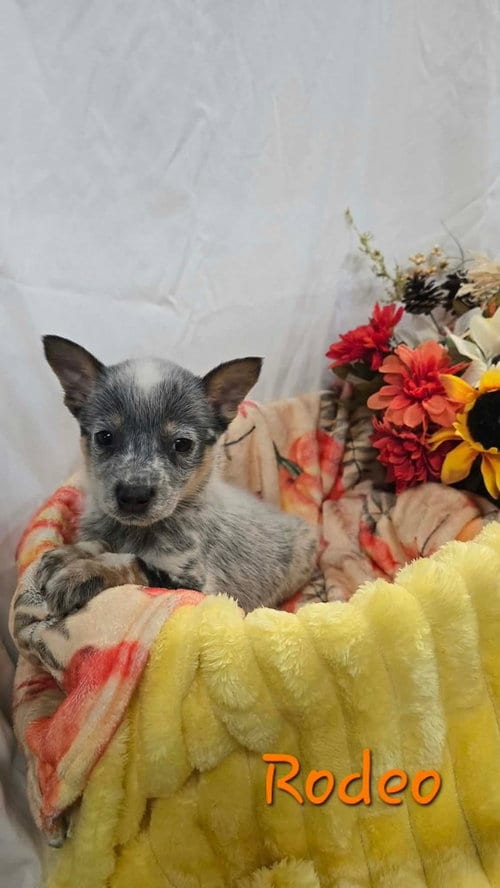 Photo of KP Rodeo, adoptable Australian Cattle Dog/Blue Heeler in Warrenton, Missouri