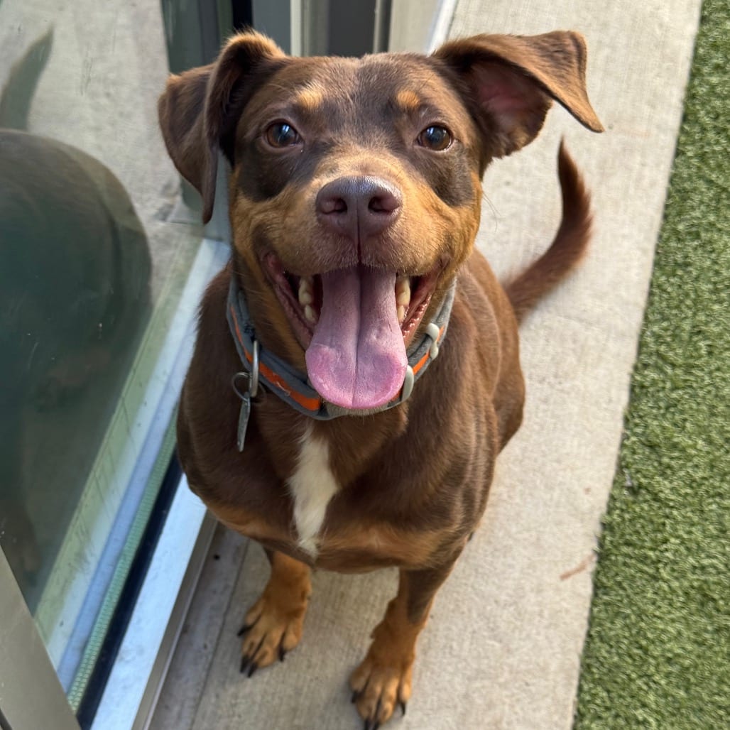 Photo of Drip, adoptable Mixed Breed (Large) / Mixed Breed (Medium) in Greensboro, North Carolina