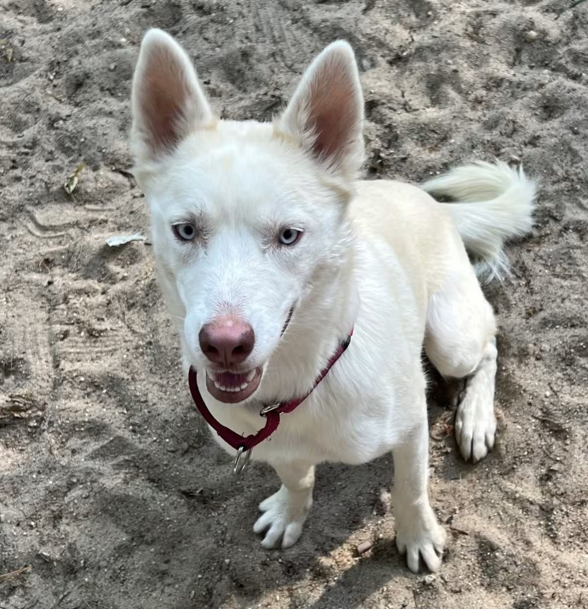 Photo of AAD New Arrival! Lilah - 26159, adoptable Husky in Armonk, New York