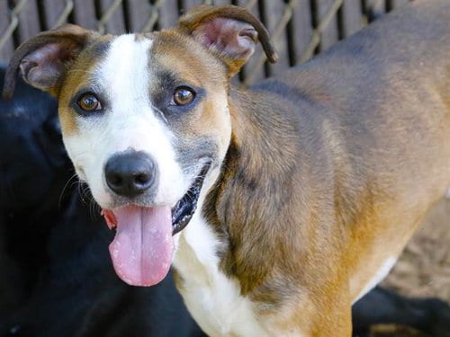 Photo of Duke, adoptable American Staffordshire Terrier in Tallahassee, Florida