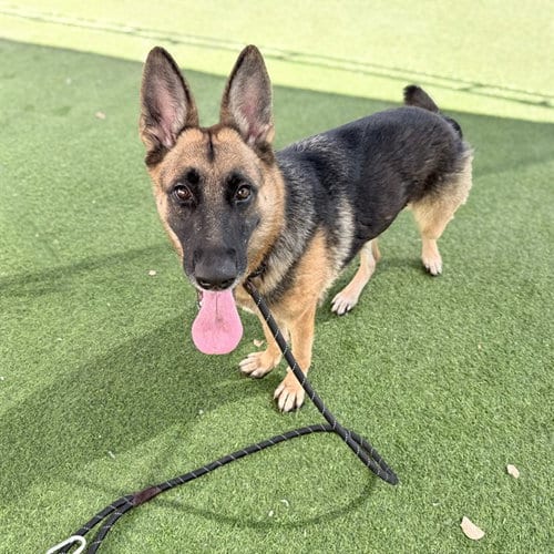 Photo of Lil Foot, adoptable German Shepherd Dog in Phoenix, Arizona