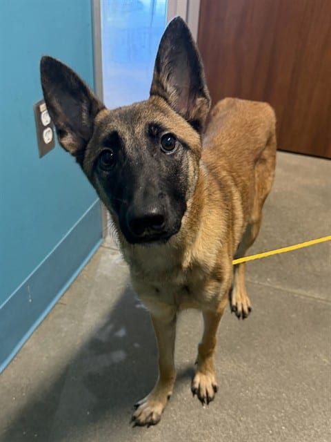 Photo of River, adoptable Belgian Malinois in Houston, Texas