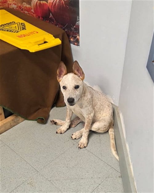 Photo of Allen, adoptable Australian Cattle Dog/Blue Heeler in Augusta, Georgia