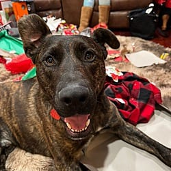 Photo of Shadow, adoptable German Shepherd Dog Shepherd (Unknown Type) in Beverly Hills, California