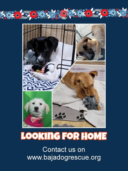 Photo of rescue dog, adoptable Dachshund in San Diego, California