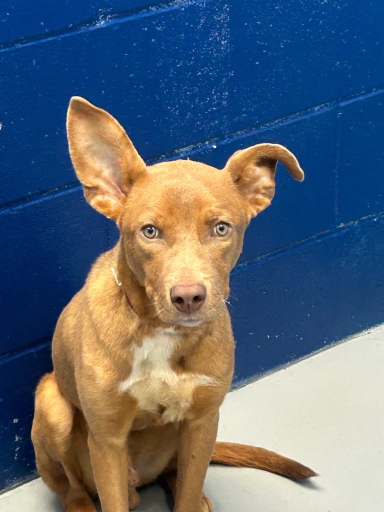 Photo of Noni, adoptable Retriever in Hartsville, South Carolina