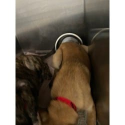 Photo of Bonnie, adoptable Mixed Breed (Medium) in Baton Rouge, Louisiana