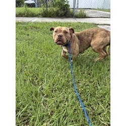 Photo of Diamond, adoptable American Bulldog in Doral, Florida