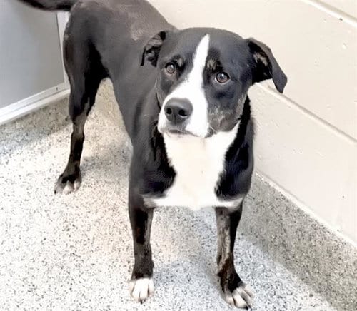Photo of Bradley, adoptable Labrador Retriever in Houston, Texas