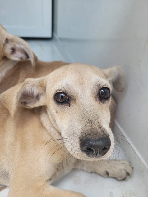 Photo of Greg, adoptable Chihuahua in San Pedro, California