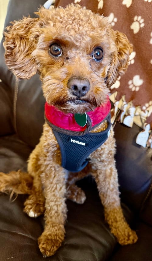 Photo of Teddy Bearington, adoptable Poodle (unknown type) in Berwick, Pennsylvania