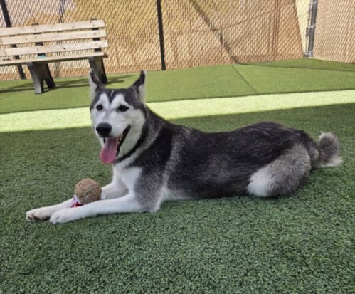 Photo of Sage, adoptable Siberian Husky in Norco, California