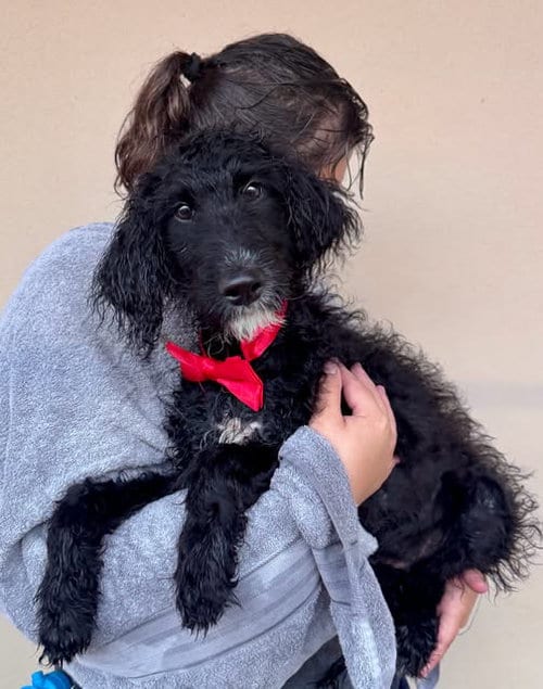 Photo of Car Payment, adoptable Poodle (Standard) in McKinney, Texas