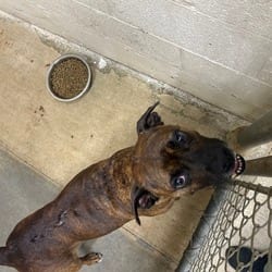 Photo of Sophie, adoptable Mixed Breed (Medium) in Ringgold, Georgia
