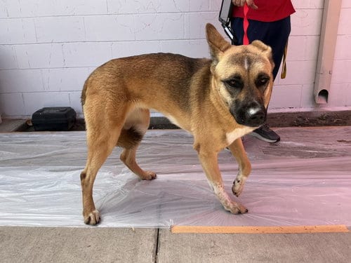 Photo of Lucy, adoptable German Shepherd Dog in San Bernardino, California