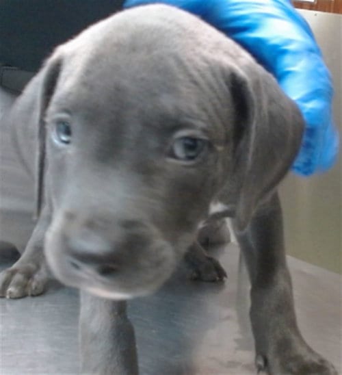 Photo of Keebler, adoptable Pit Bull Terrier in San Bernardino, California
