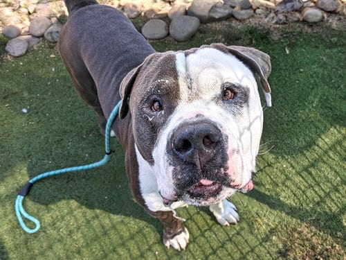 Photo of Bubba, adoptable American Pit Bull Terrier in Phoenix, Arizona