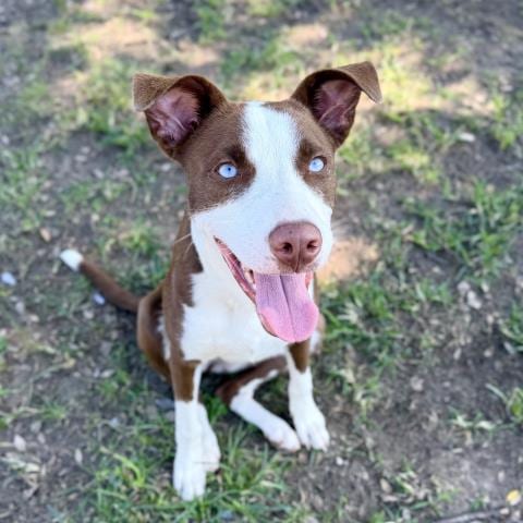 Photo of Fiona, adoptable Australian Cattle Dog/Blue Heeler in Conroe, Texas