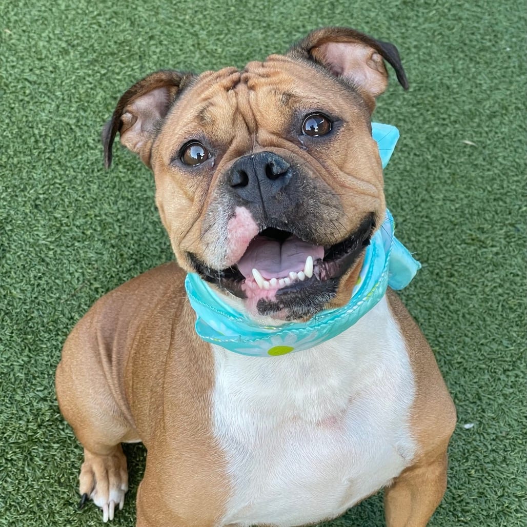 Photo of Dixie, adoptable Bulldog in Jacksonville, North Carolina