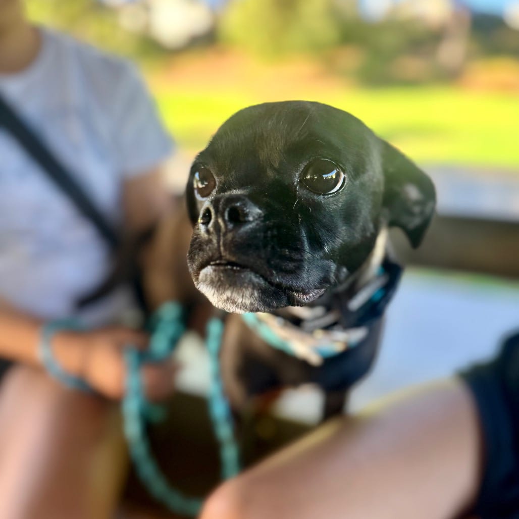 Photo of Misty - City of Industry Location, adoptable Pug / Mix