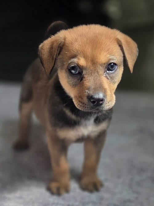 Photo of Kodiak, adoptable Labrador Retriever in The Woodlands, Texas