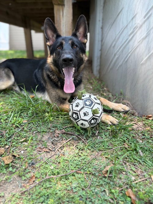 Photo of Banks, adoptable German Shepherd Dog in Baltimore, Maryland