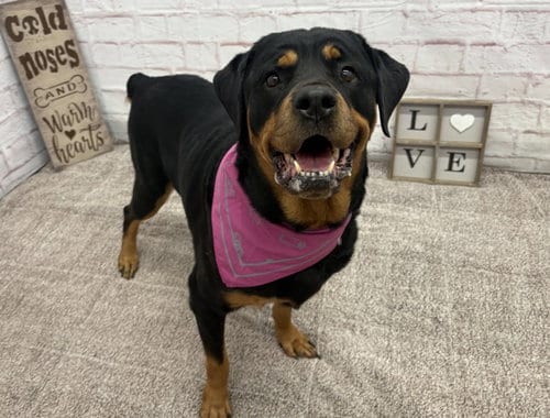 Photo of Denise, adoptable Rottweiler in Detroit, Michigan