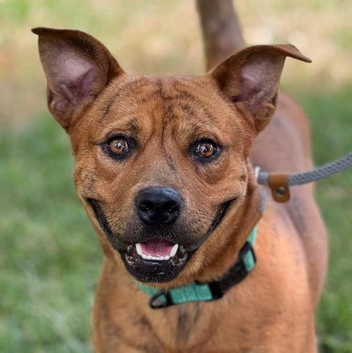 Photo of Respect, adoptable Pit Bull Terrier in Woodland, California