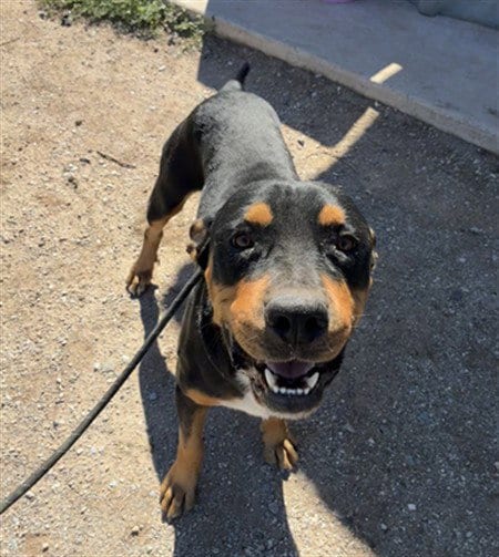 Photo of Tango, adoptable American Bulldog in Phoenix, Arizona