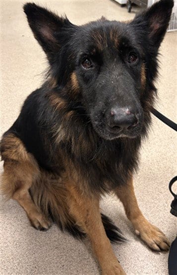 Photo of Pinecone, adoptable German Shepherd Dog in Riverside, California