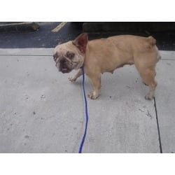 Photo of Ginna, adoptable French Bulldog in Doral, Florida