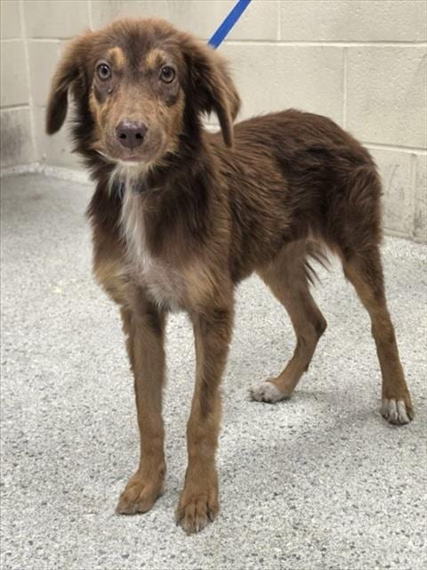 Photo of A433677, adoptable Australian Shepherd in Conroe, Texas