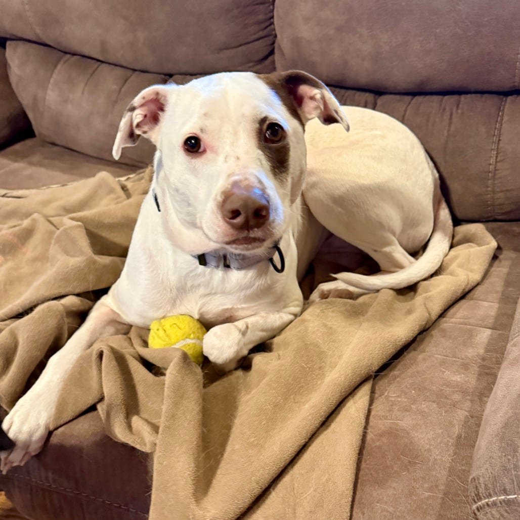 Photo of Rocky FC TM, adoptable Terrier, Bull / Mixed Breed (Medium) in Union, Missouri