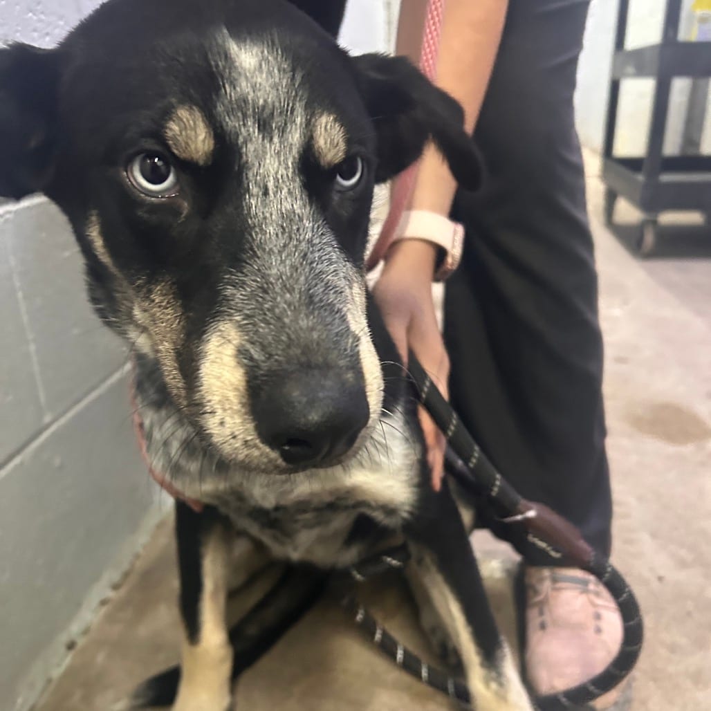 Photo of Venus, adoptable Mixed Breed (Medium) in Summerville, South Carolina