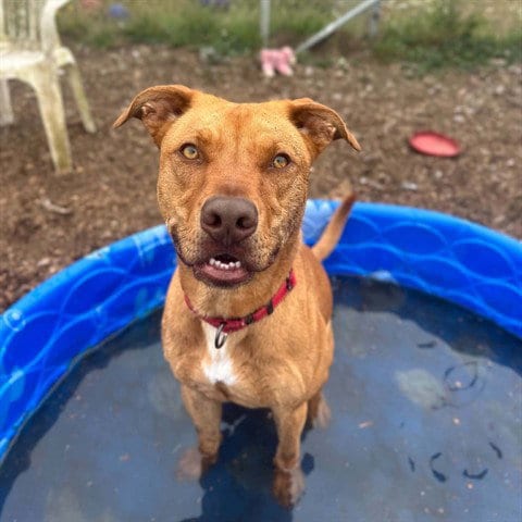 Photo of Tamale, adoptable Pit Bull Terrier in McKinleyville, California