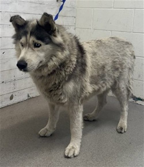 Photo of Sadie, adoptable Siberian Husky in San Bernardino, California